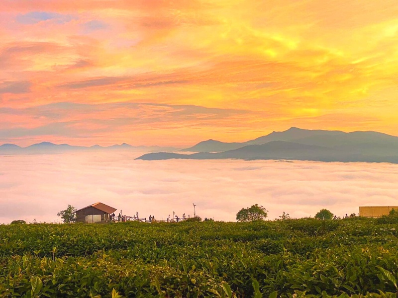 Đồi Chè Cầu Đất Đà Lạt